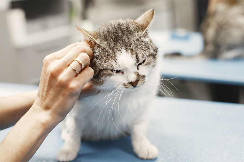 vet and cat