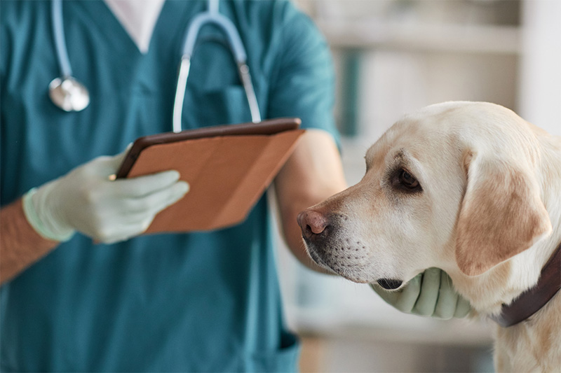 vet and dog